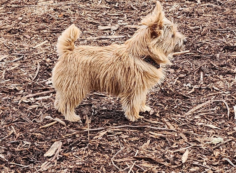 small dog at Little Britain Pet Resort