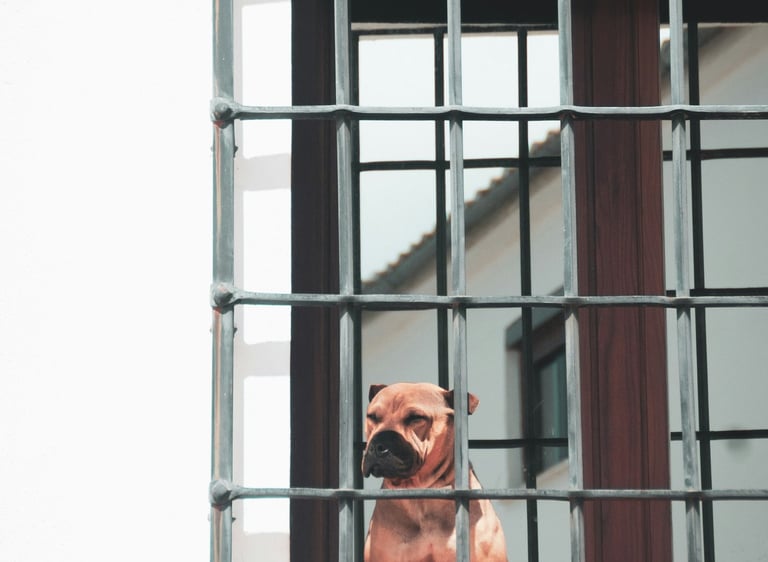 Immobilien und Steuern – Hund hinter Gitter