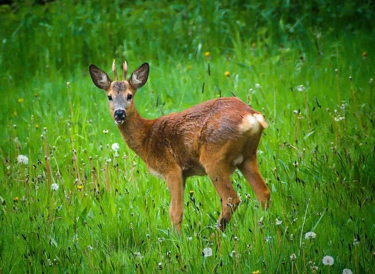 hert in achtertuin