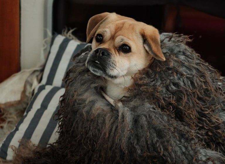 Ramoncito, liten hund i teppe, ligger og ser mot siden i mykt innelys.