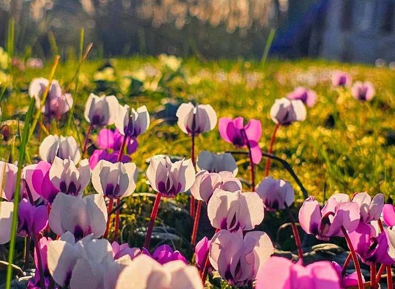 a field of flowers that are blooming in the grass