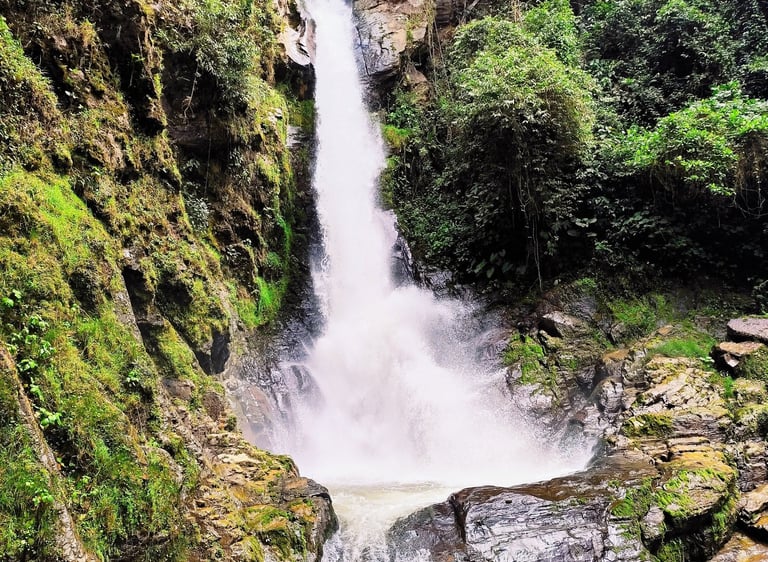 Cascada escondida entre vegetación de bosque andino