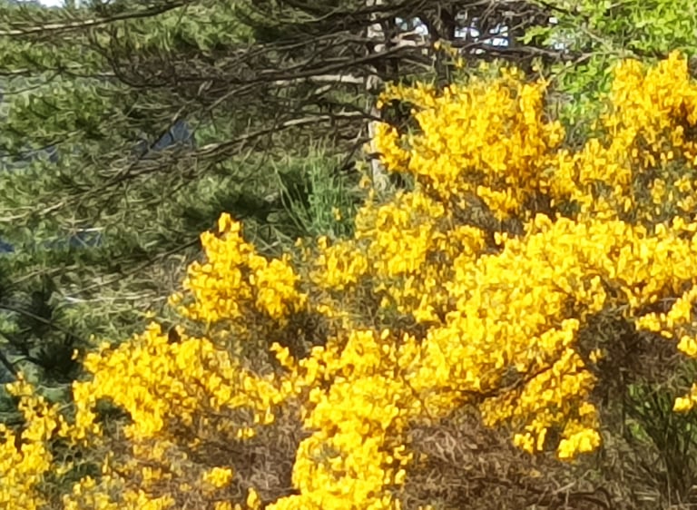 Genista hispanica