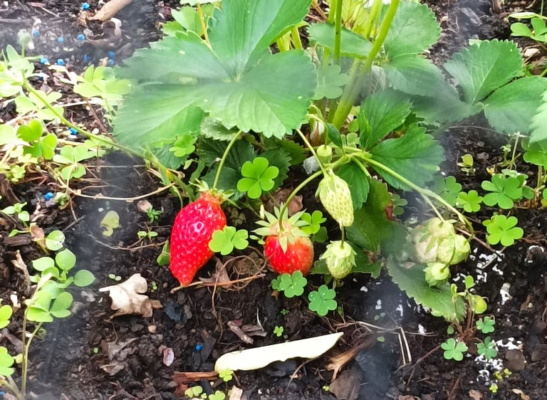 Ripening strawberries
