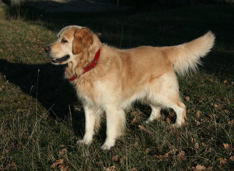 Simba, our golden retriever