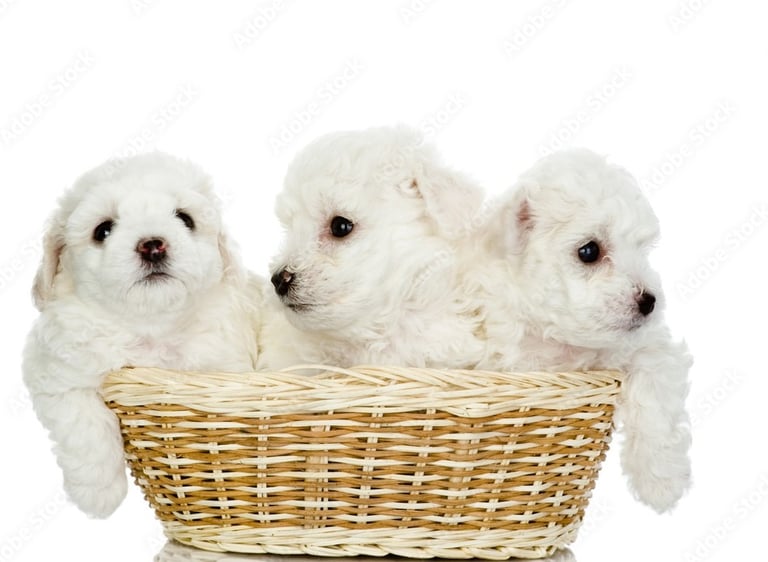 Maltese Puppy Litter