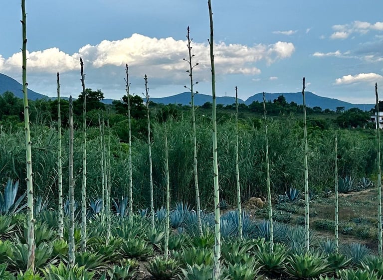 Tobalá Agave