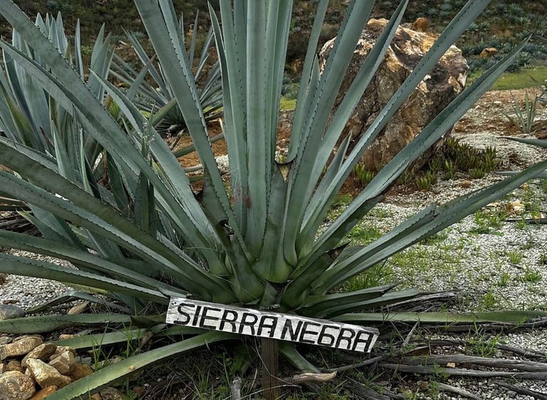 Sierra Negra Agave