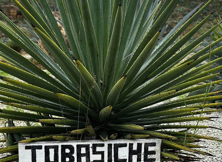Tobasiche Agave
