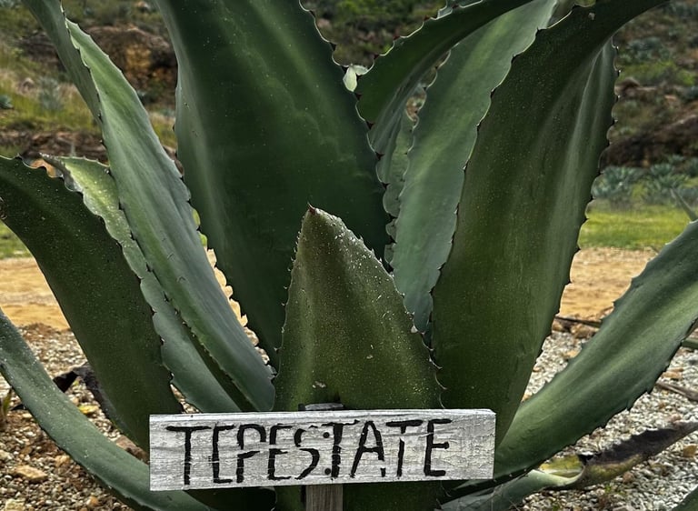 Tepestate Agave
