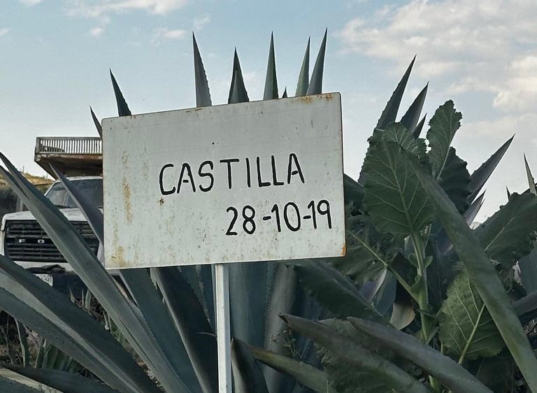 Castilla Agave