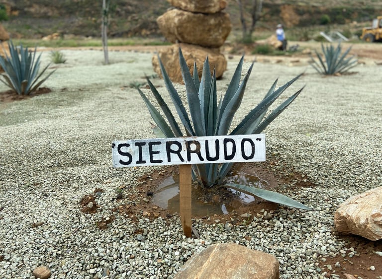 Sierrudo Agave