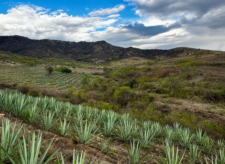 Azulín Agave