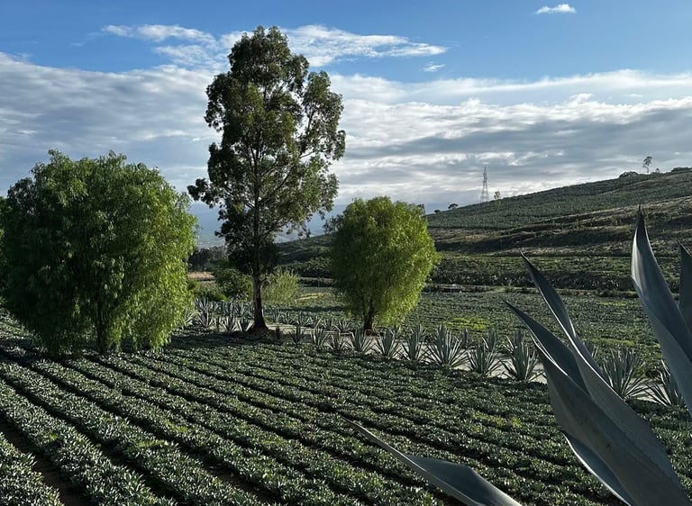 a field with a large cactus plant in the foreground