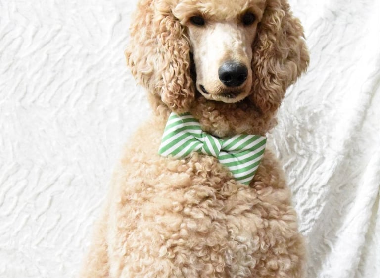 teddy poodle with white background