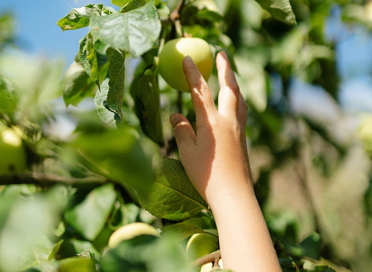 kinderhand plukt groene appel uit boom