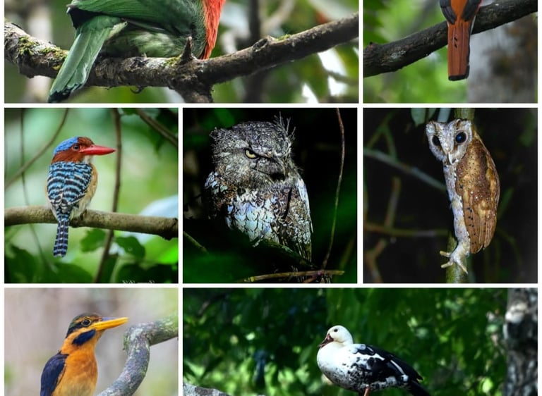 Way Kambas Birding tour and Way kanan National Park Birding Tour