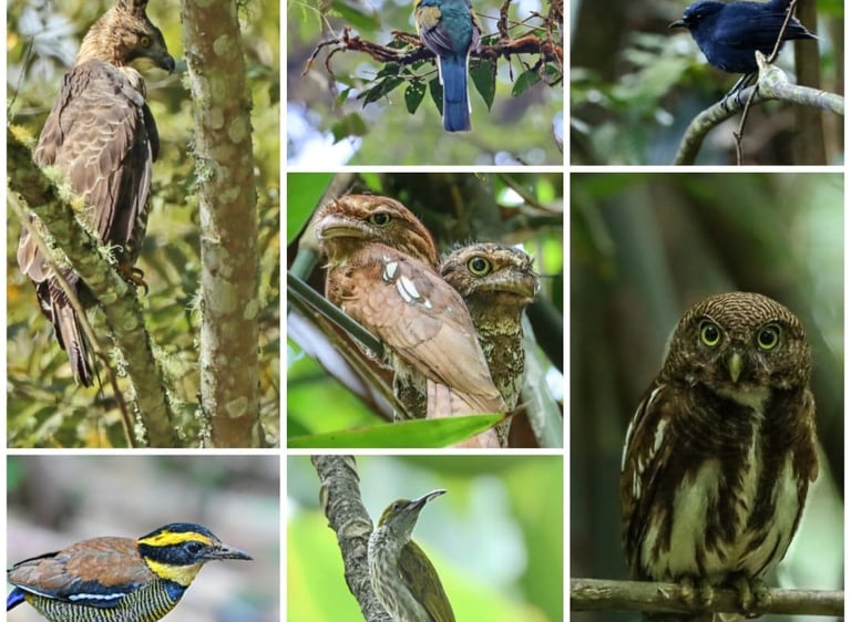 West Java Endemic Bird