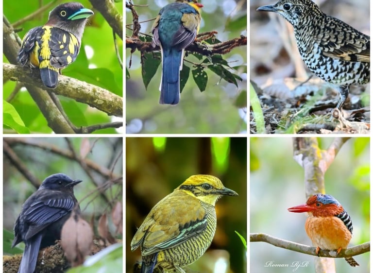 West Java Birding tour 11D / 10N
