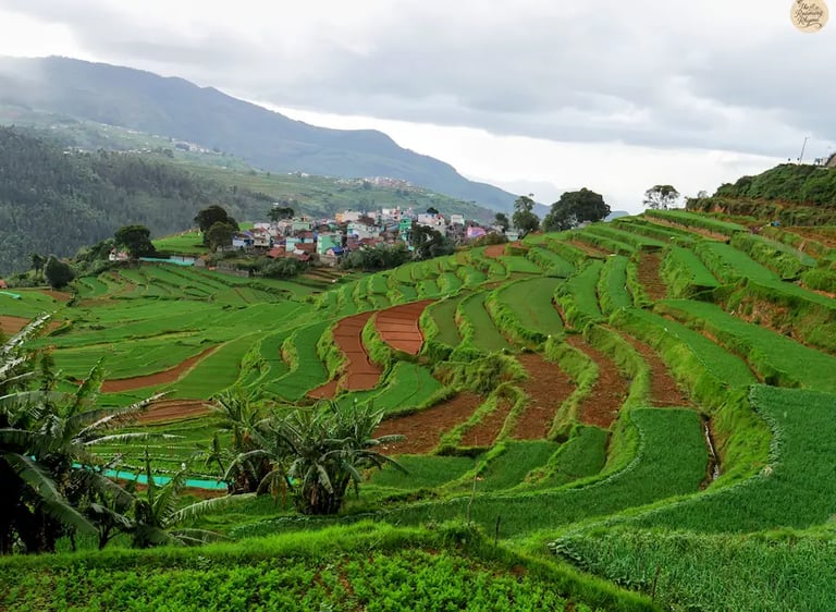 Terrace farms on mountain slopes at Poondi Village, Kodaikanal with mist.