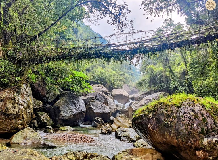Single Decker Root Bridge – A Living Link Across the Stream