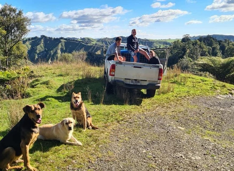 a couple of working dogs sitting in the grass in the mountains of New Zealand