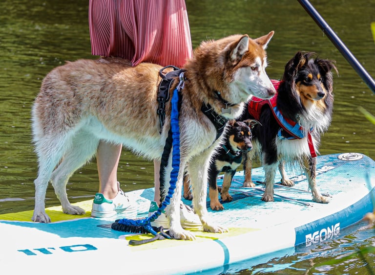 Des chiens pendant une séance de Cani-paddle