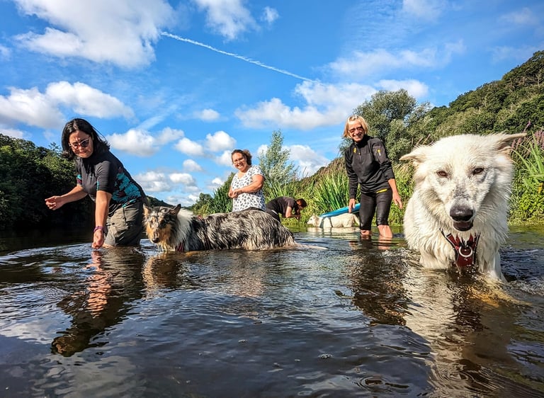 Une séance d'aqua school avec des chiens et leurs humains dans une rivière