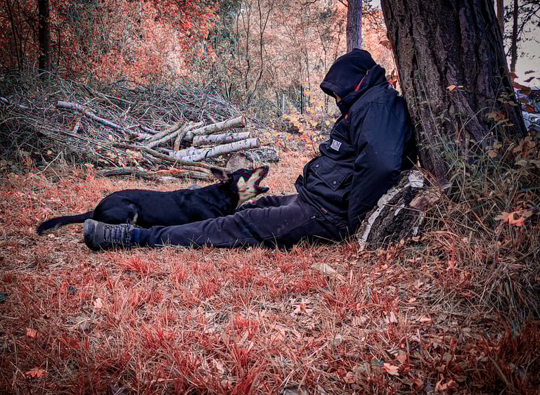 Un chien de sauvetage en surface indiquant la présence d'une victime dans un bois