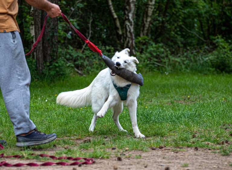 Un chien en préparation TAN et TAT