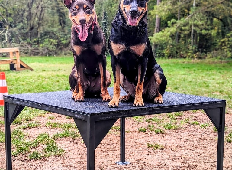 Deux Kelpie Australien assis sur une table dans un terrain d'éducation canine