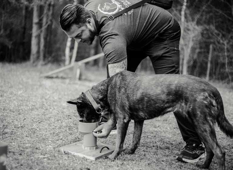 Une chien en pleine recherche pendant une séance de Nosework