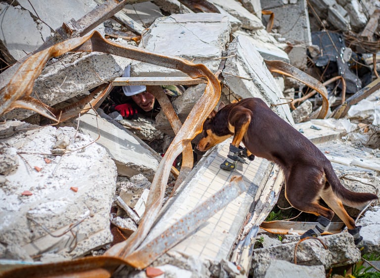 Un chien de sauvetage qui indique la présence d'une victime ensevellie dans les décombres