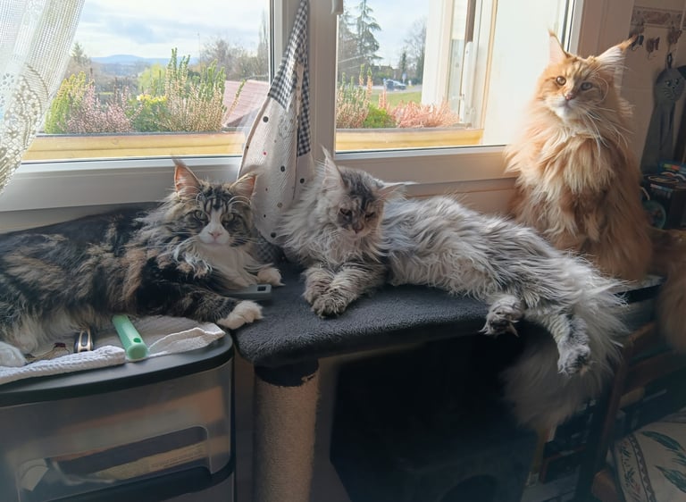 Three fluffy Maine Coon cats lounging on a cat tree and windowsill in the sun.