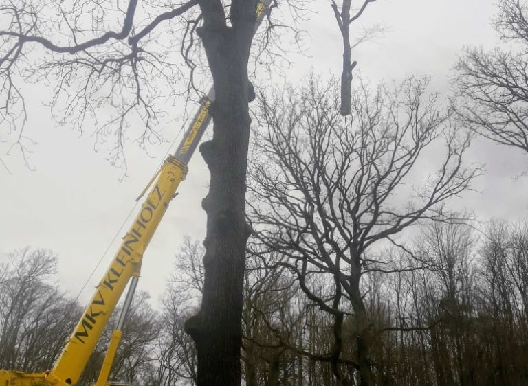 A yellow mobile crane lifting a large branch during professional tree removal and maintenance service.