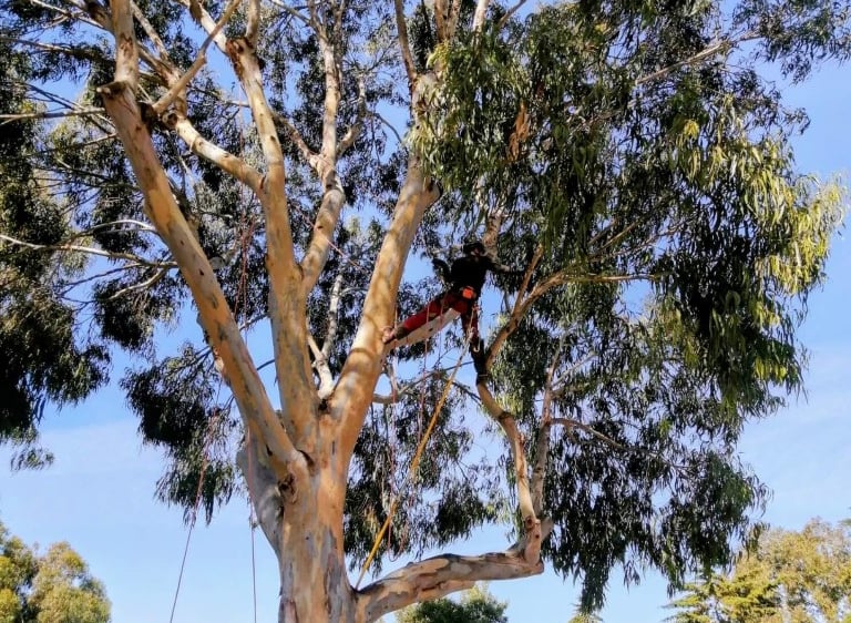 A professional arborist pruning a large eucalyptus tree using safety ropes and climbing gear.