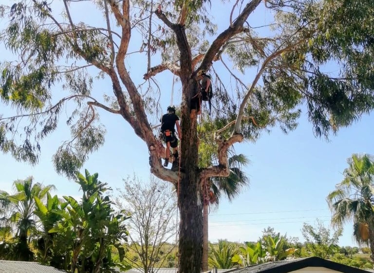 Professional arborists using safety harnesses to prune a tall eucalyptus tree near residential mobile homes.