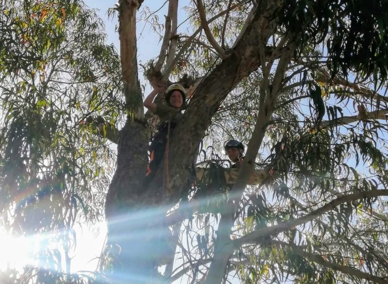 Professional arborists wearing safety gear performing tree maintenance high in a eucalyptus tree canopy.