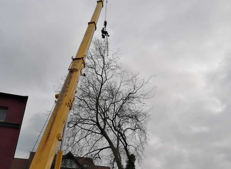 Yellow mobile crane lifting an arborist to perform tree removal in a residential area.