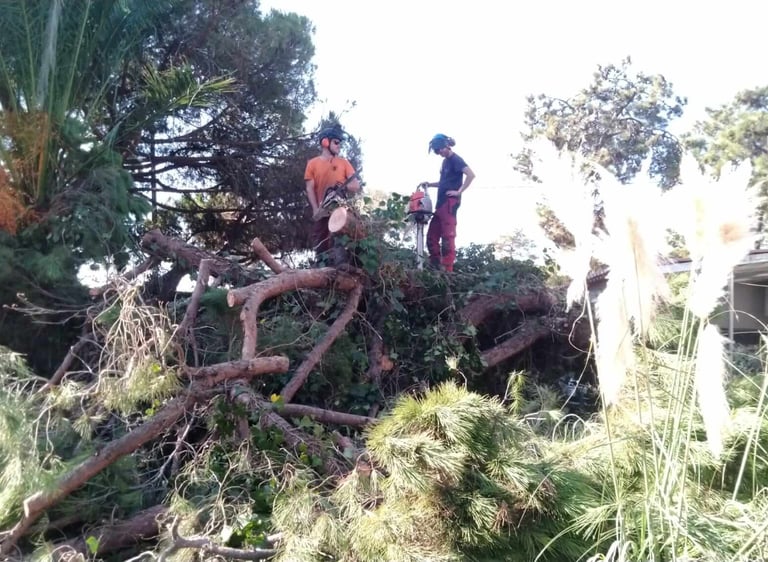 Professional arborists using chainsaws to clear a fallen pine tree after a storm. Lagoa, Algarve
