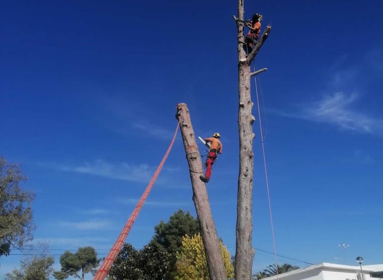 Arborists performing dangerous tree removal and pruning services. in Lagos, Algarve
