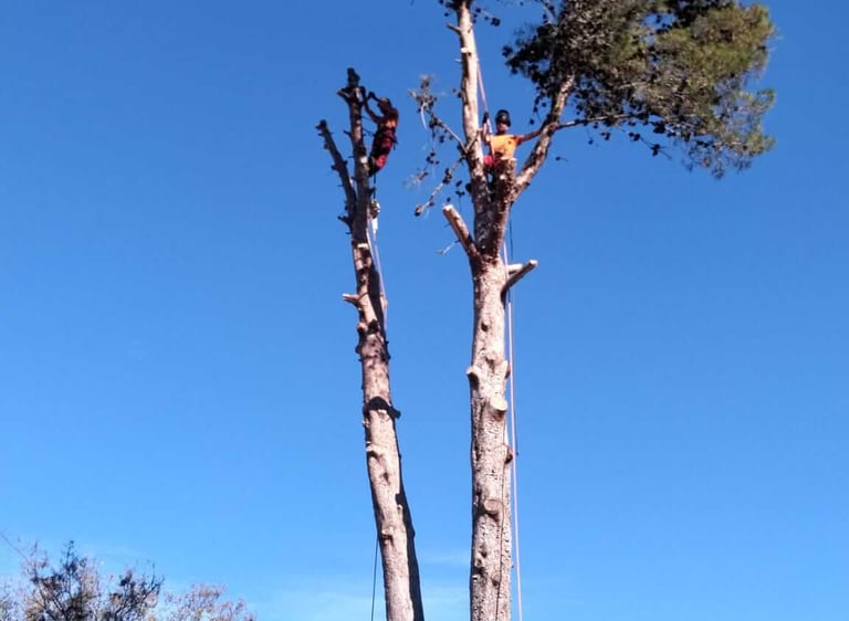 Professional arborists trimming branches high up a tall pine tree. Lagos, Algarve 
