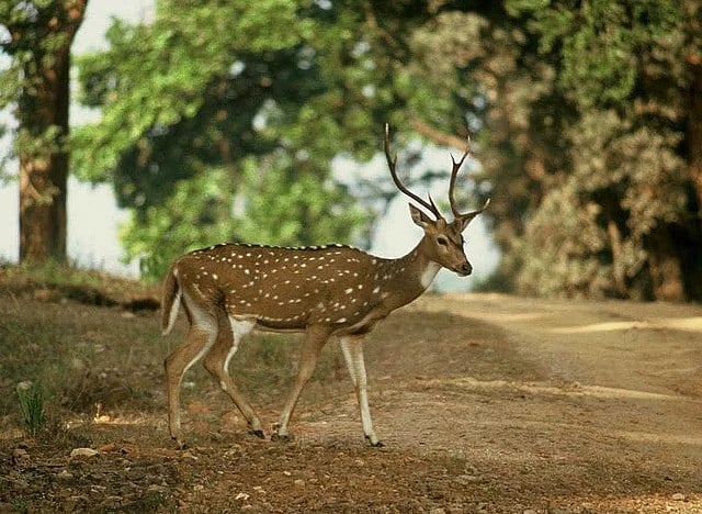 Spotted deer with antlers walking on a dirt path in Panna Tiger Reserve, Madhya Pradesh