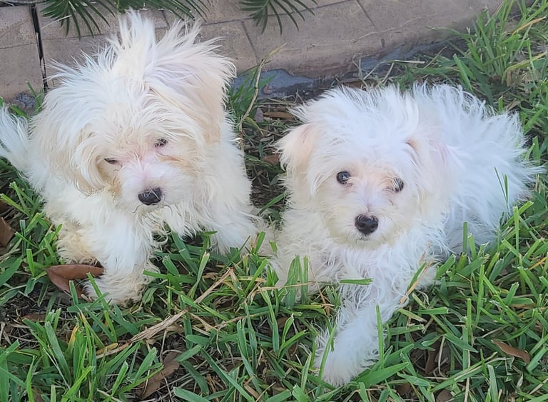 Two White Maltese puppies in the green grass in Houston, Texas