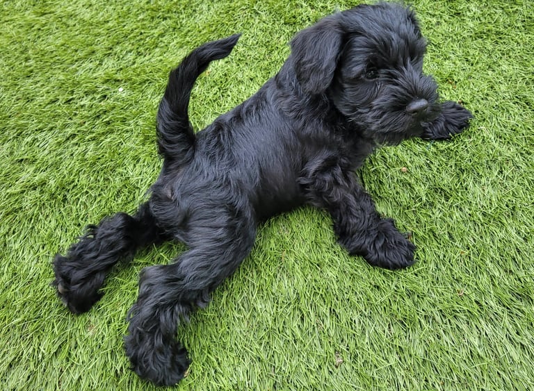 Chiot schnauzer nain noir