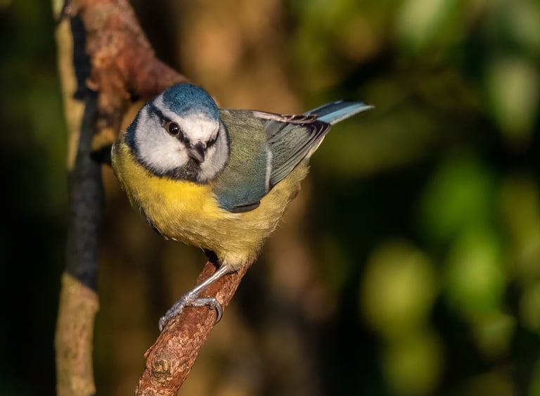 Blue tit