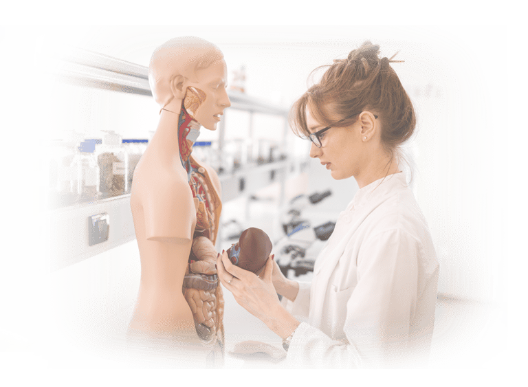 Ultrasound student in lab coat examining an anatomic model.