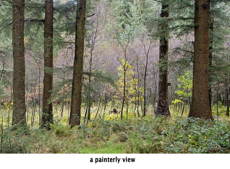 a painterly woodland photograph at beacon fell