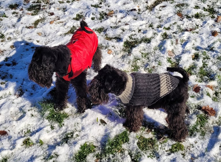 Panzer et Trudi