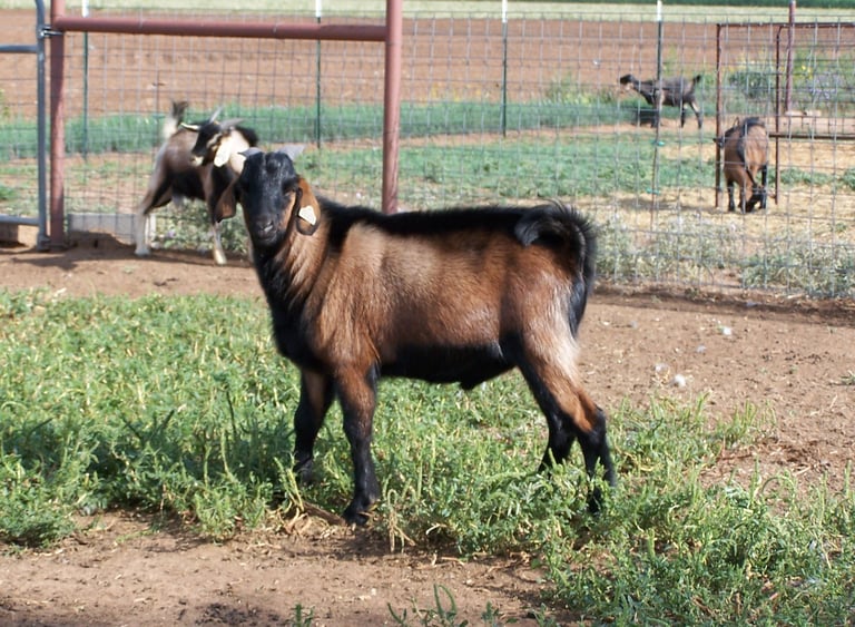 Heritage Texas Range Goat - Buckling.